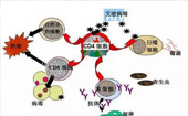 綠盈β真菌多糖解決免疫系統(tǒng)三大問(wèn)題