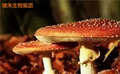 食用菌多糖是如何取代蛋白質(zhì)的？